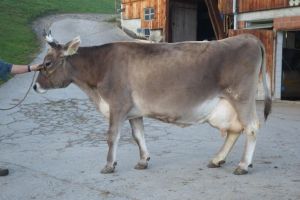 Anita 80000 kg LL